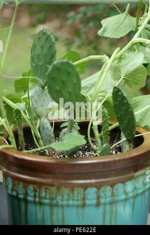 Il Cactus che cresce in una verde e marrone ceramica pentola insieme con una vite Foto Stock