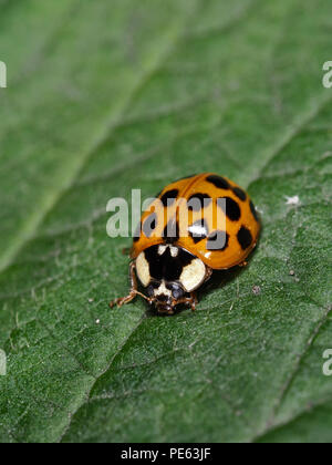 Asian ladybeetle - Harmonia axyridis Foto Stock