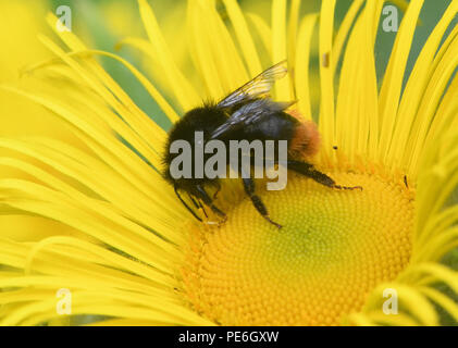 Un lavoratore red-tailed bumblebee (Bombus lapidaries) foraggio su un inula fiore (Inula hookeri. Bedgebury Forest, Hawkhurst, Kent. Regno Unito. Foto Stock