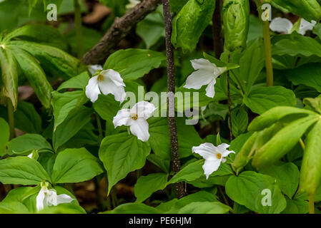 Un gruppo di grande fiore bianco Trillium (Trillium grandiflorum) fioritura. Foto Stock