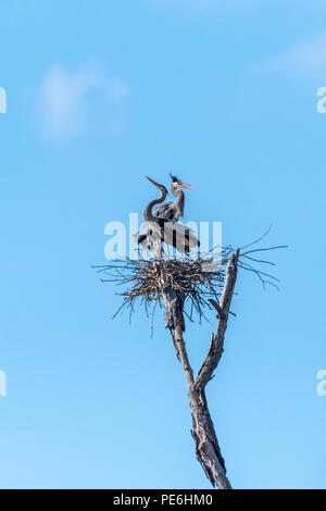 Una coppia di grandi aironi blu (Ardea erodiade) sul loro nido alta in una struttura ad albero. Foto Stock