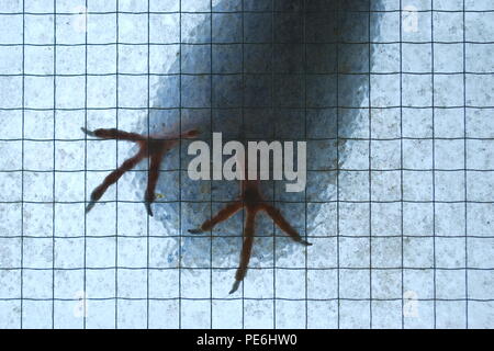 Feral pigeon appollaiate sul tetto in vetro Foto Stock