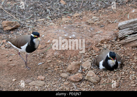 Australia, Territorio del Nord, Alice Springs. Il Nesting pavoncella nastrati (Vanellus tricolore) Foto Stock