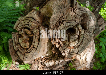 Sezione trasversale di ceppi di alberi su un albero forcuto con weathered e legno incrinato. Messa Audubon's Habitat Wildlife Sanctuary, Belmont, MA, Stati Uniti d'America Foto Stock