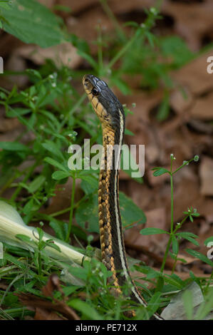 Un nastro orientale snake (Thamnophis sauritus sauritus) con la testa sollevata dalla vegetazione circostante. Habitat Wildlife Sanctuary, Belmont, MA Foto Stock