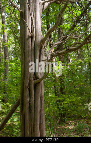 Il tronco colonnare di essiccato albero di sequoia, con rami ritorti che si estende fuori. Habitat Centro di Istruzione e Wildlife Sanctuary, Belmont, MA, Stati Uniti d'America Foto Stock
