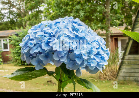 Bella Close up di un bel fiore blu, le ortensie blu su una giornata d'estate Foto Stock