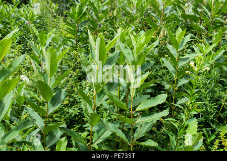 Un grande patch di comune milkweed, Asclepias syriaca, crescendo in una radura nelle Montagne Adirondack, NY USA deserto. Foto Stock