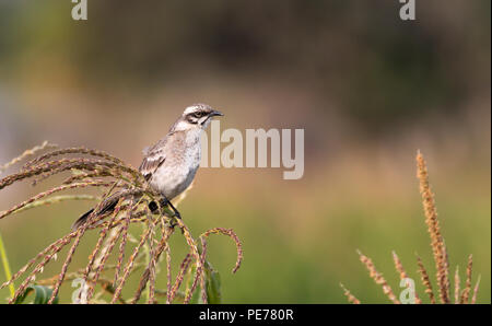 Lunga coda di mockingbird seduto su una pianta di mais Foto Stock