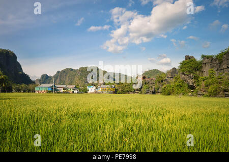 Bellissima foresta di pietra sa come formazioni carsiche immerso tra i campi di riso in Rammang-Rammang parco vicino Makassar, Sulawesi meridionale, Indonesia Foto Stock