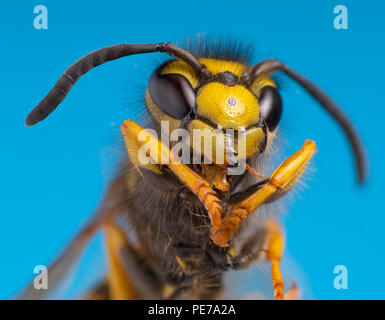 Wasp comune Vespula vulgaris macro ritratto di testa Foto Stock