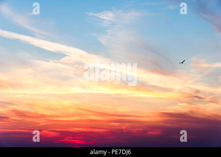 Un solitario gabbiano lontano che si stagliava contro un cielo di tramonto drammatico, Westward ho!, Devon, Regno Unito Foto Stock