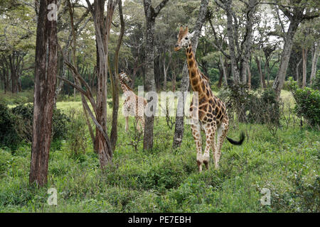 Rothschild giraffe nella foresta al Centro Afew delle Giraffe, Nairobi, Kenia Foto Stock