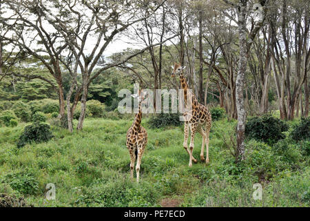 Rothschild giraffe nella foresta al Centro Afew delle Giraffe, Nairobi, Kenia Foto Stock