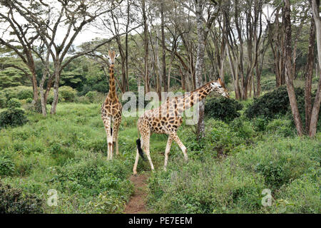 Rothschild giraffe nella foresta al Centro Afew delle Giraffe, Nairobi, Kenia Foto Stock