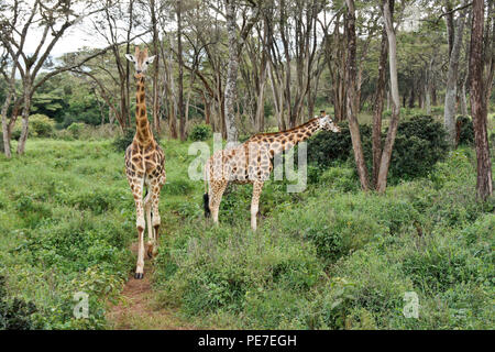 Rothschild giraffe nella foresta al Centro Afew delle Giraffe, Nairobi, Kenia Foto Stock
