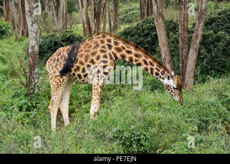 Giraffa Rothschild navigando nella foresta al Centro Afew delle Giraffe, Nairobi, Kenia Foto Stock