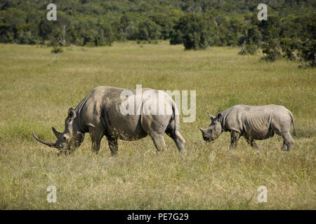 Rinoceronte nero con vitello, Ol Pejeta Conservancy, Kenya Foto Stock