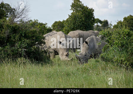 Il rinoceronte bianco che pascolano nella boccola, Ol Pejeta Conservancy, Kenya Foto Stock