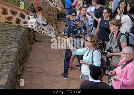 I visitatori in via di estinzione di alimentazione Rothschild giraffe al Centro Afew delle Giraffe, Nairobi, Kenia Foto Stock