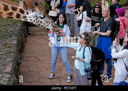 I visitatori in via di estinzione di alimentazione giraffa Rothschild al Centro Afew delle Giraffe, Nairobi, Kenia Foto Stock