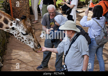 I visitatori in via di estinzione di alimentazione giraffa Rothschild al Centro Afew delle Giraffe, Nairobi, Kenia Foto Stock