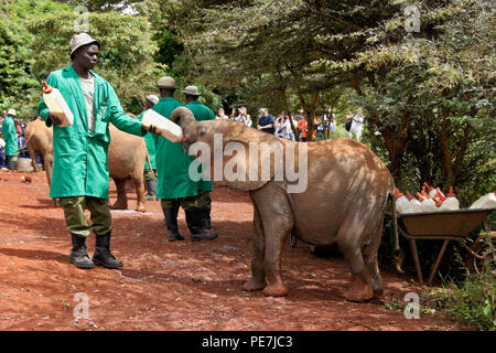 Custode di dare il latte al bambino orfano di elefante, Sheldrick Wildlife Trust, Nairobi, Kenia Foto Stock