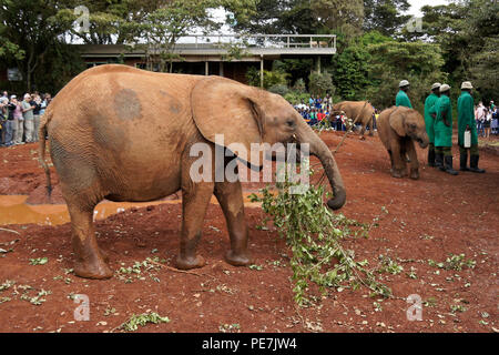 Orfani di vitello elefante mangiare un ramo di albero, Sheldrick Wildlife Trust, Nairobi, Kenia Foto Stock