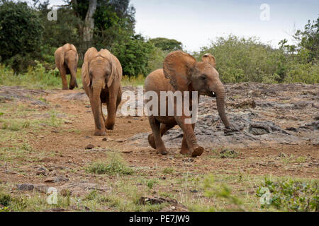 Tre elefanti orfani a Sheldrick Wildlife Trust, Nairobi, Kenia Foto Stock