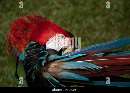 Scarlet Macaw preening le belle piume Foto Stock