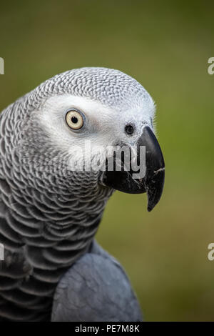 Il Pet africano grigio è un buon mimo e talker Foto Stock