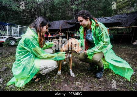 Perro de campo herido encontrado, rescatado atendido y por integrantes de Expedición scoperta Madrense .... Expedición scoperta Madrense de Greate Foto Stock