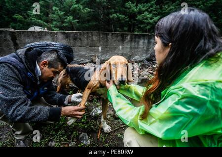 Perro de campo herido encontrado, rescatado atendido y por integrantes de Expedición scoperta Madrense .... Expedición scoperta Madrense de Greate Foto Stock