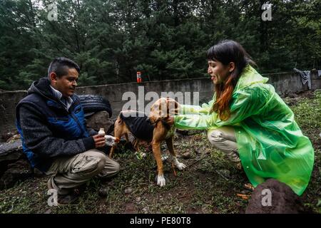 Perro de campo herido encontrado, rescatado atendido y por integrantes de Expedición scoperta Madrense .... Expedición scoperta Madrense de Greate Foto Stock
