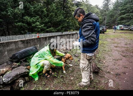 Perro de campo herido encontrado, rescatado atendido y por integrantes de Expedición scoperta Madrense .... Expedición scoperta Madrense de Greate Foto Stock
