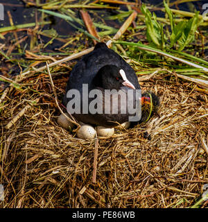 La folaga è meditabondo sul nido con uova e una giovane. Foto Stock