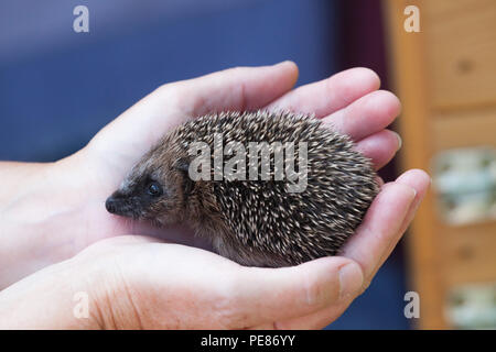 Riccio (Erinaceus europaeus ) ,youngster nei caregivers mani in ospedale hedgehog Foto Stock