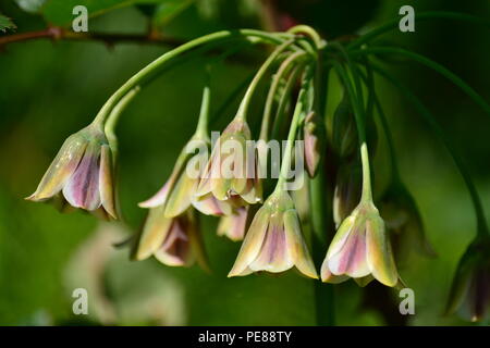 Il miele l'aglio (allium siculum) al mattino Foto Stock