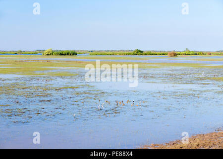 Uccelli a Thale Noi uccelli acquatici parco riserva in Phatthalung, Thailandia Foto Stock