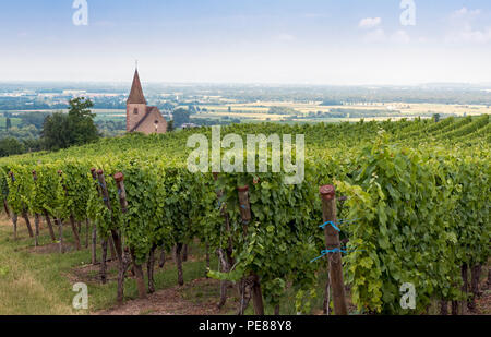 Vigneto e chiesa fortificata in Hunawihr, Alsazia strada del vino, Francia Foto Stock