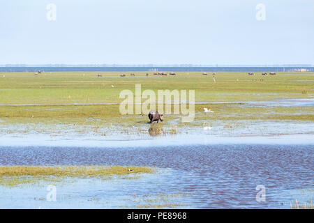 Vista di Thale Noi uccelli acquatici parco riserva in Phatthalung, Thailandia Foto Stock