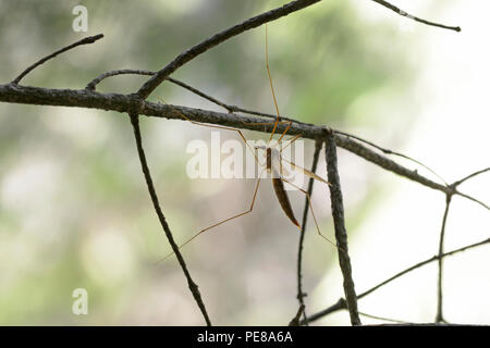 Gru volare seduto su un tronco di albero in parte anteriore di uno sfondo sfocato. Lugi, Carpazi, Ucraina, Giugno 2018 Foto Stock