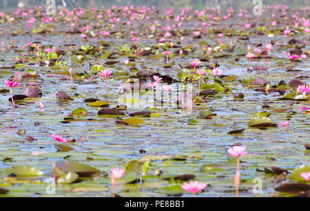 Fiori di loto sul Thale Noi lago nella provincia Phatthalung, Thailandia Foto Stock