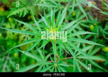 Pianta di Cannabis esce dal quale la marijuana o Bhang è reso Foto Stock