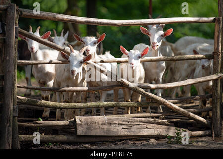 La testa di capra in gabbia in un agriturismo Foto Stock