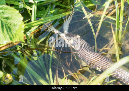 Snake rondini una rana sotto l'acqua tra il verde Foto Stock