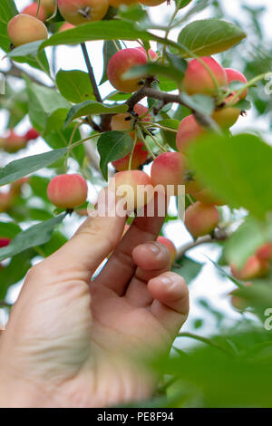 Close-up mano d'uomo strappa un piccolo paradiso organico apple da un albero nel giardino Foto Stock