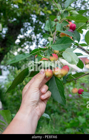 Succosa paradise mele. Una mano d'uomo lacrime una mela matura da un albero in un giardino estivo Foto Stock