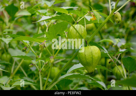 Eco-friendly, frutto acerbo physalis su un ramo in estate il giardino di fattoria. Il concetto di mangiare sano Foto Stock