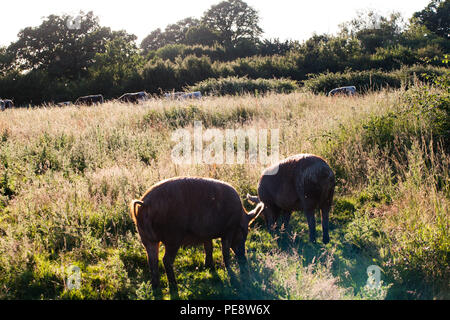 Tamworth suini con piglet pascolo di campo con lo sviluppo di cardi.Un buon esempio di rewilding .essenzialmente animale che incoraggia la specie come Imperatore viola farfalle e tortore Foto Stock